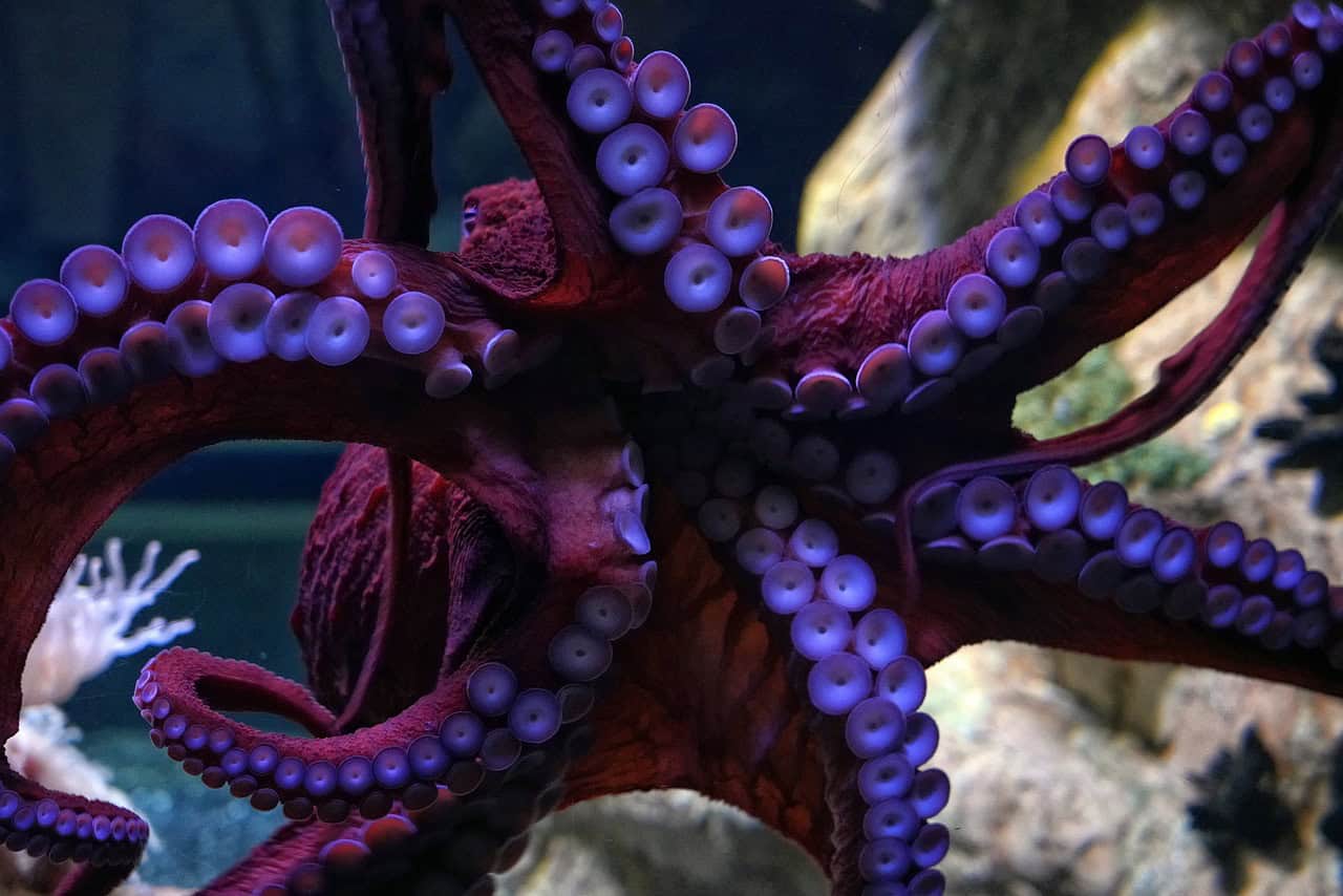 The Surprising Intelligence of Octopi