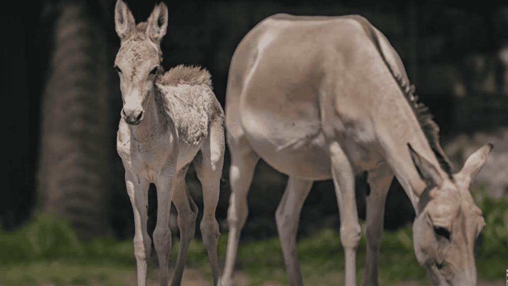 Baby onager, Jasper, with mom at Chester Zoo