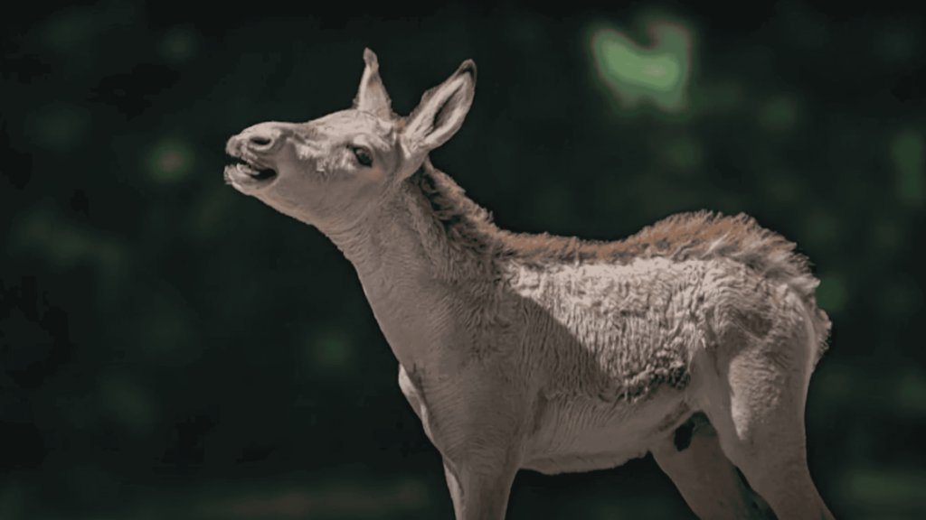Jasper, onager foal, having fun at Chester Zoo.