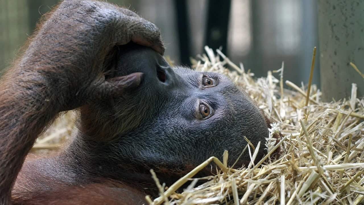 orangutans