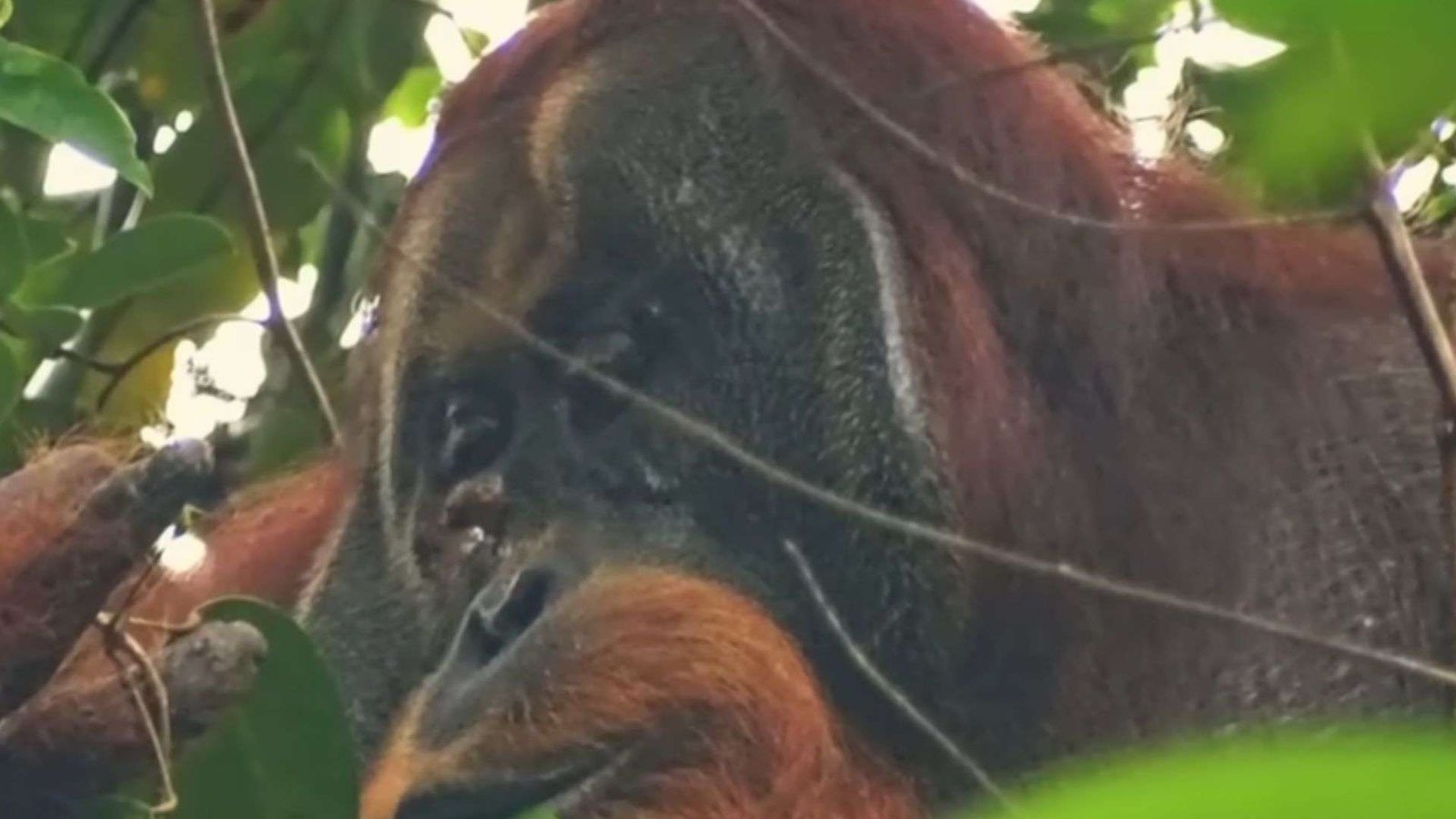 First Documented Proof of Orangutans Using Natural Healing Methods