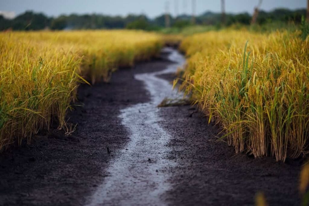 Wetlands