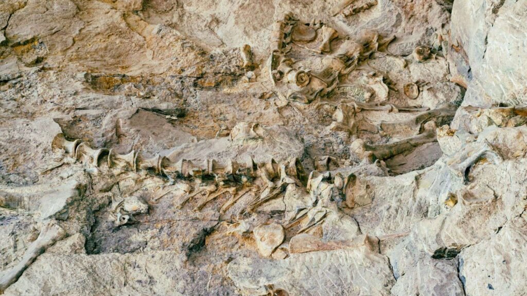 Fossils