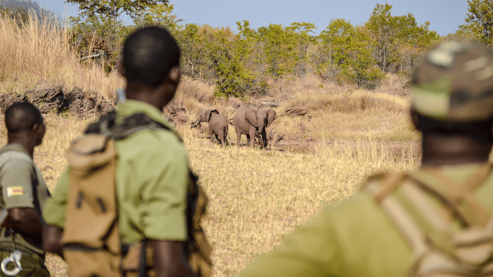 The Impact of Trophy Hunting on Conservation Can It Help Save Endangered Species