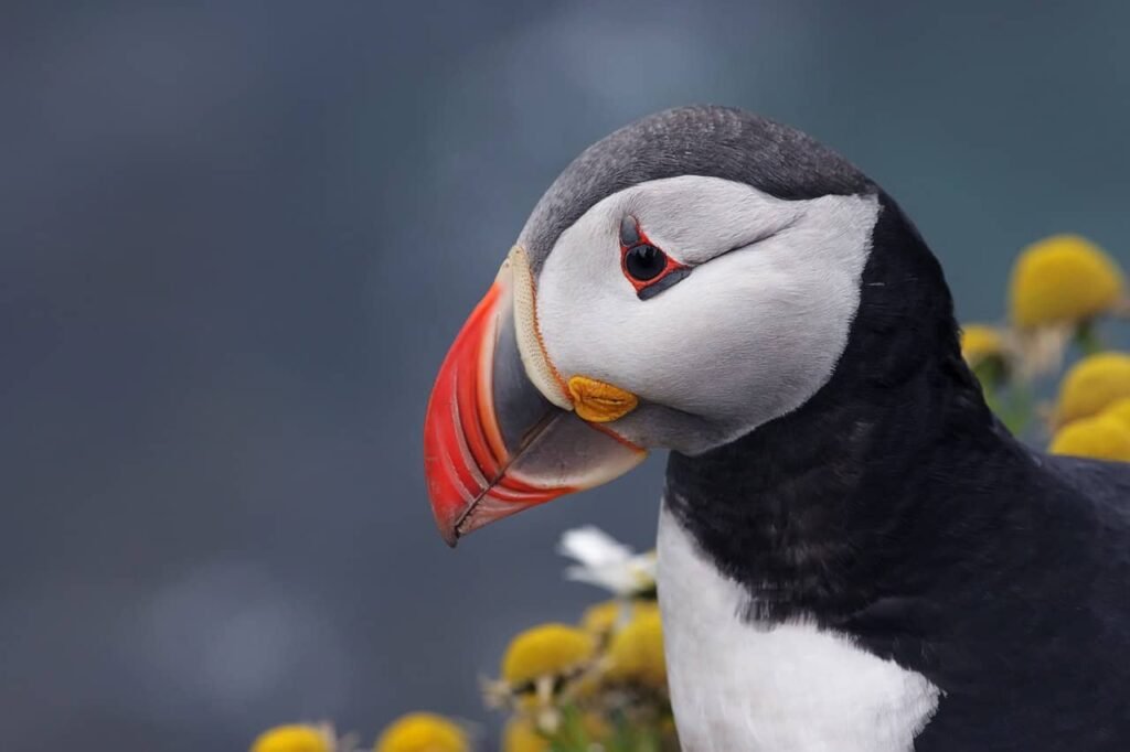 Atlantic Puffin.