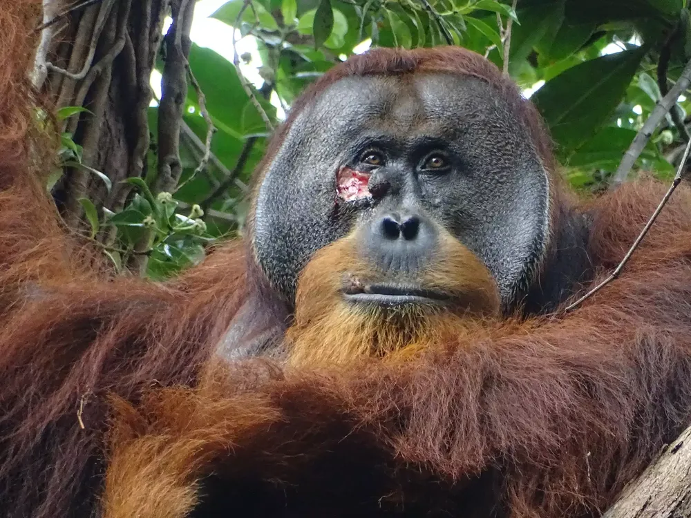 Orangutan Seen Treating Wound with Medicinal Plant in World First