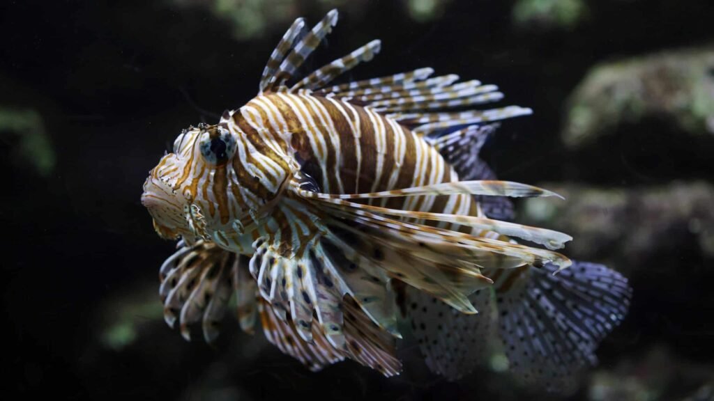 Red Lionfish.