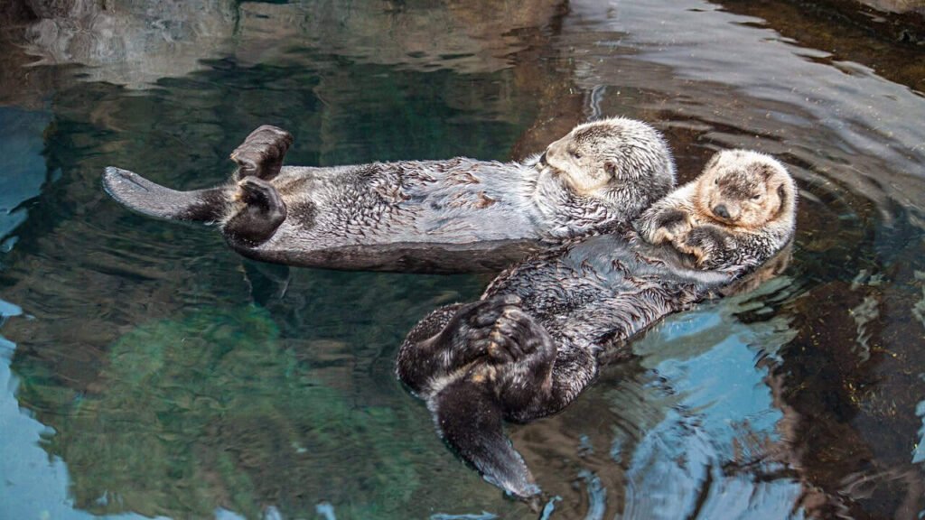 Otters