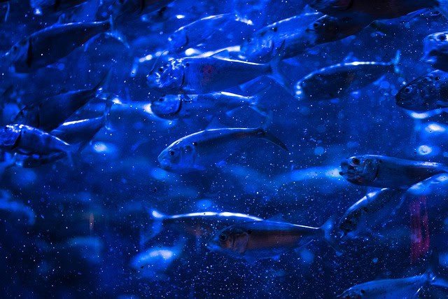 A school of Menhaden fish. 