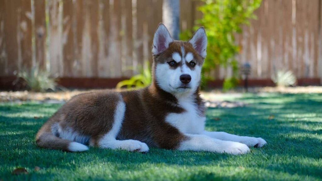 Siberian husky puppy
