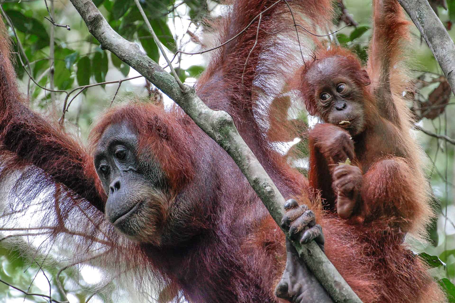 Why Palm Oil is the Leading Cause of Orangutan Extinction