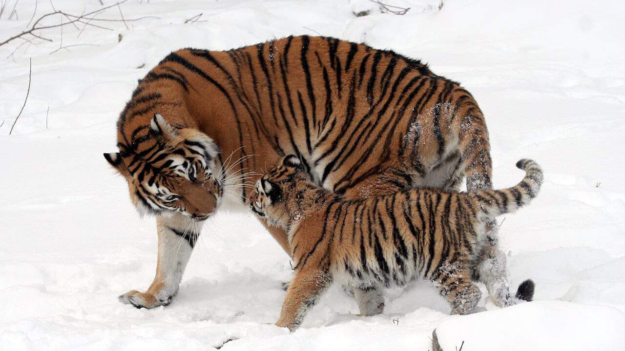 The Last Stripes: Tiger Population Continues to Decline