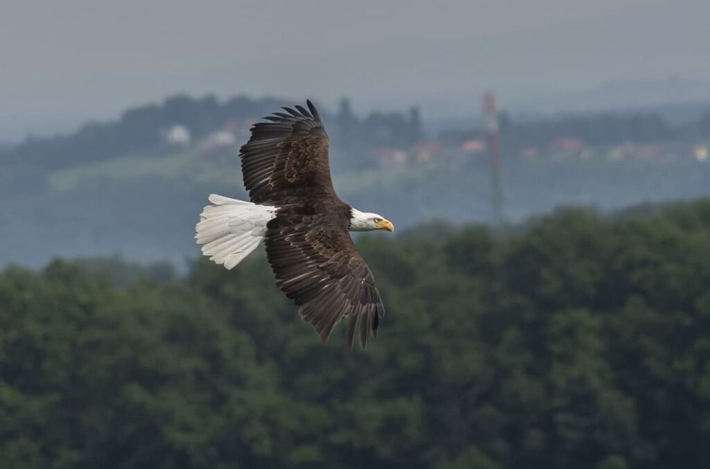 Bald eagle during its flight.
