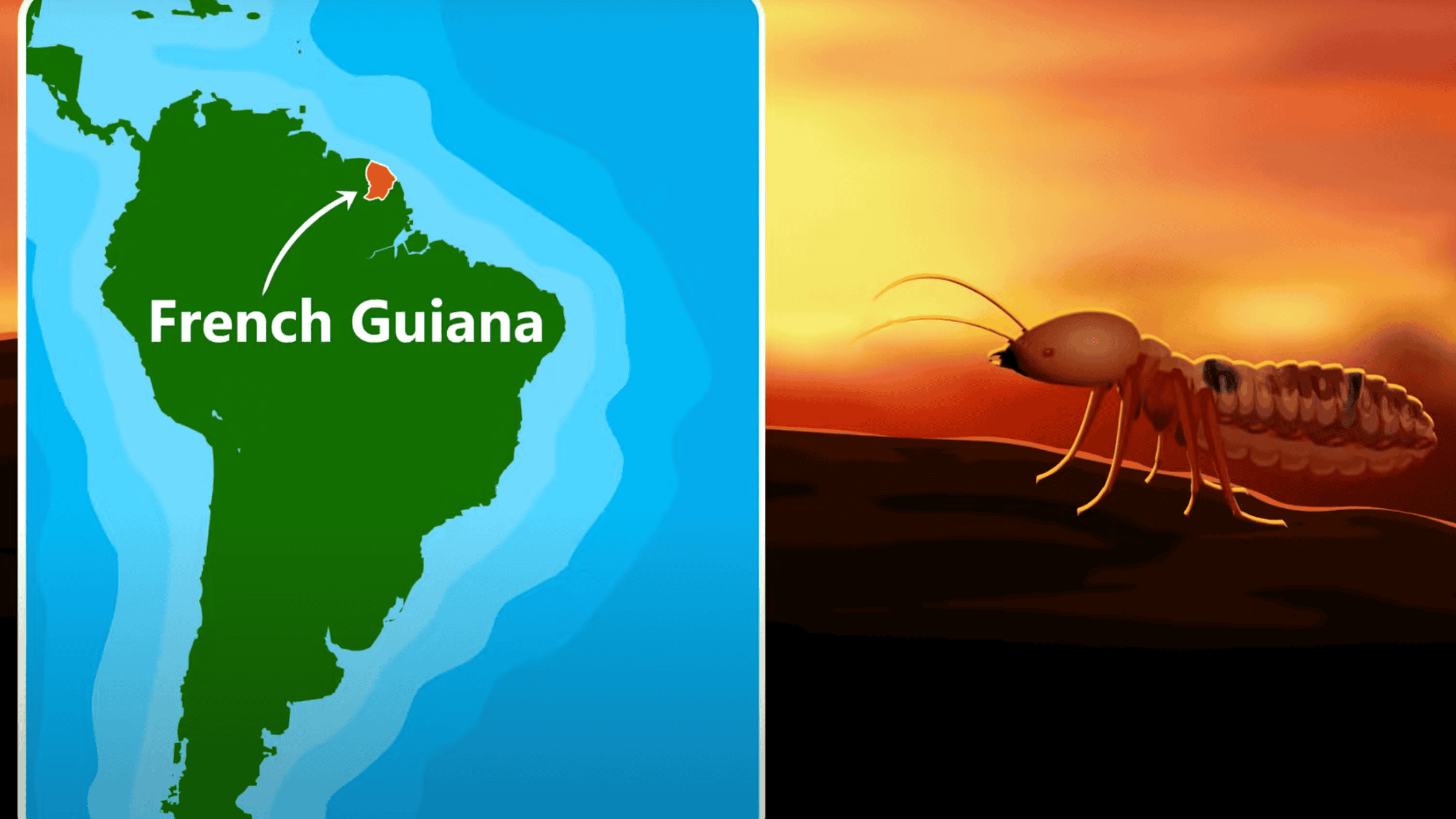 Scientists Finally Discovered How Kamakazi Termites Blow Themselves Up 