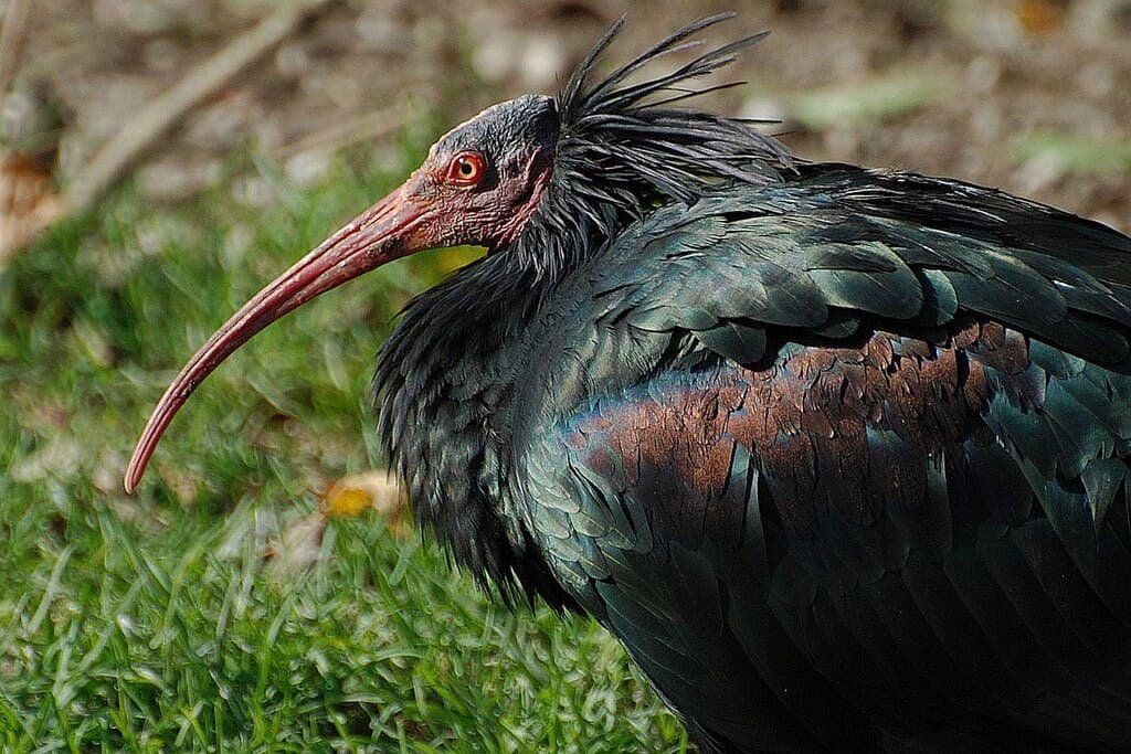 Northern Bald Ibis (also known as Hermit Ibis and Waldrapp) at Tierpark Hellabrunn in Munich, Germany.