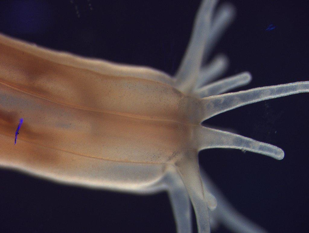 Nematostella vectensis