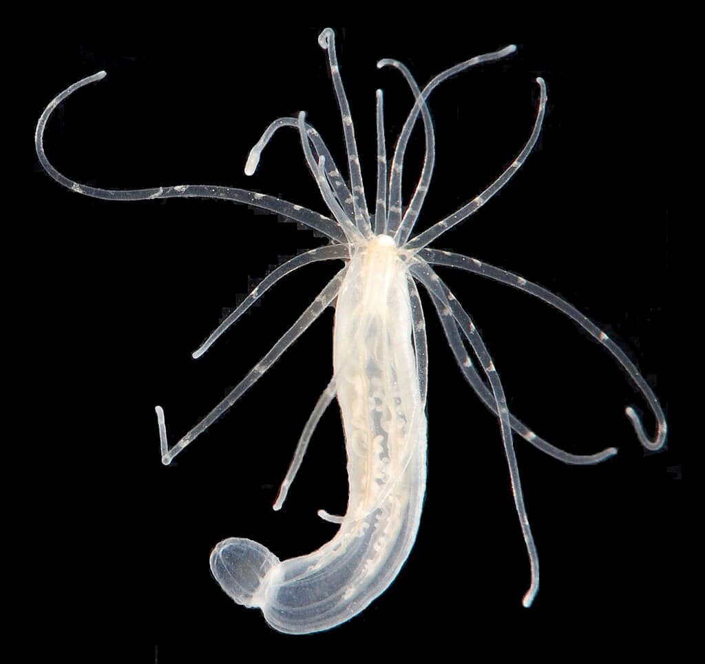 Nematostella vectensis