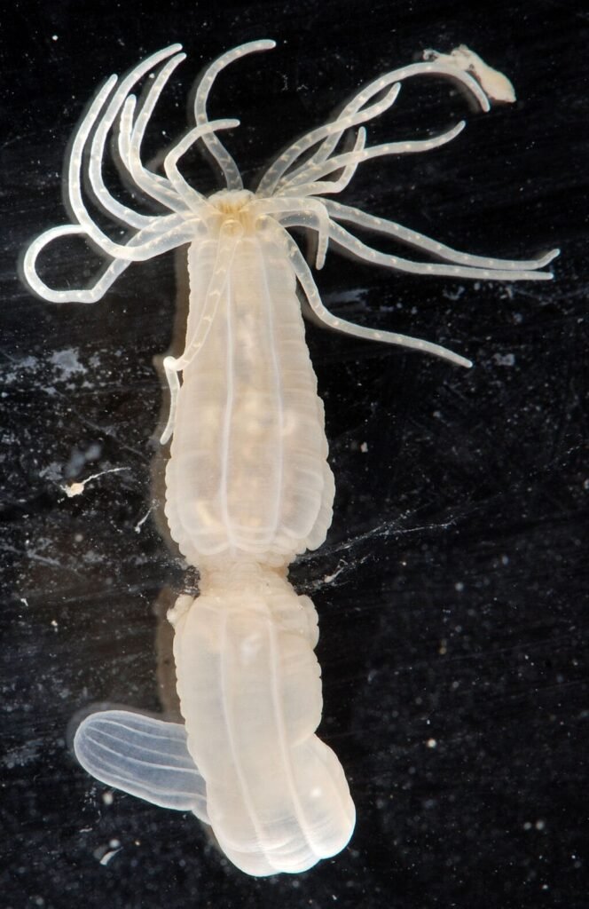 Nematostella vectensis