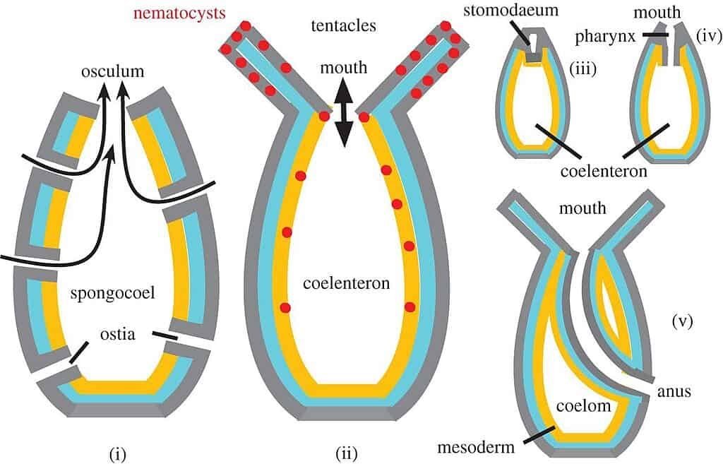 Origins of sponges, Cnidaria and bilateria with homologous body axis polarity.