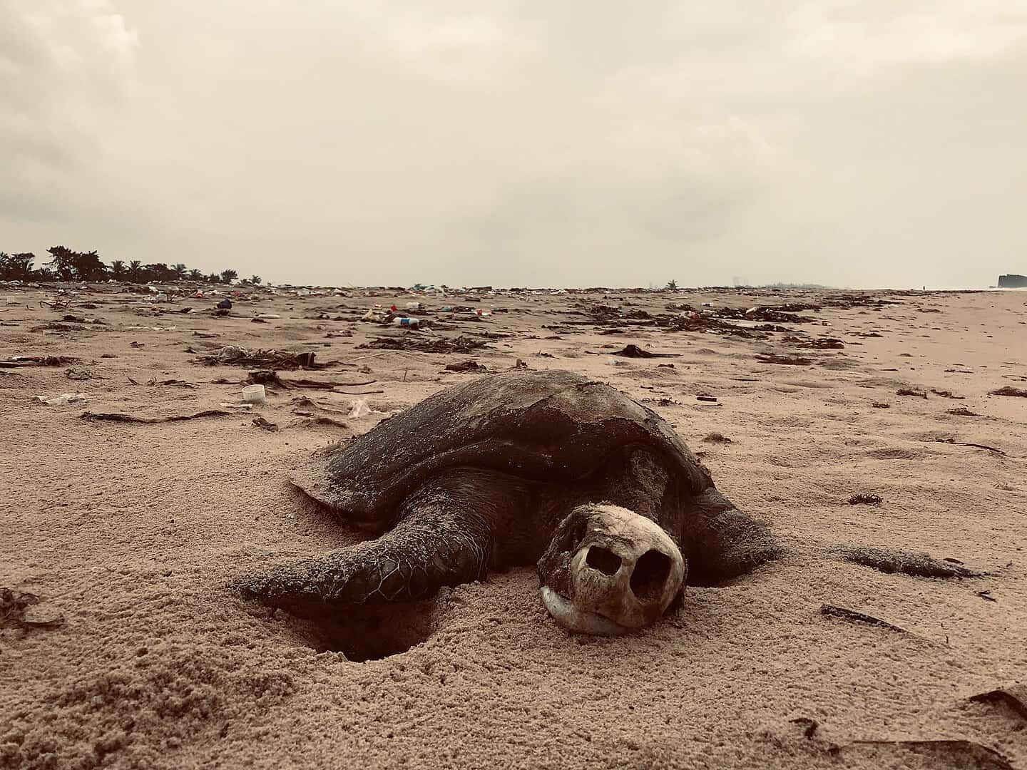 Why and How Marine Life Is Disappearing Faster Than Ever