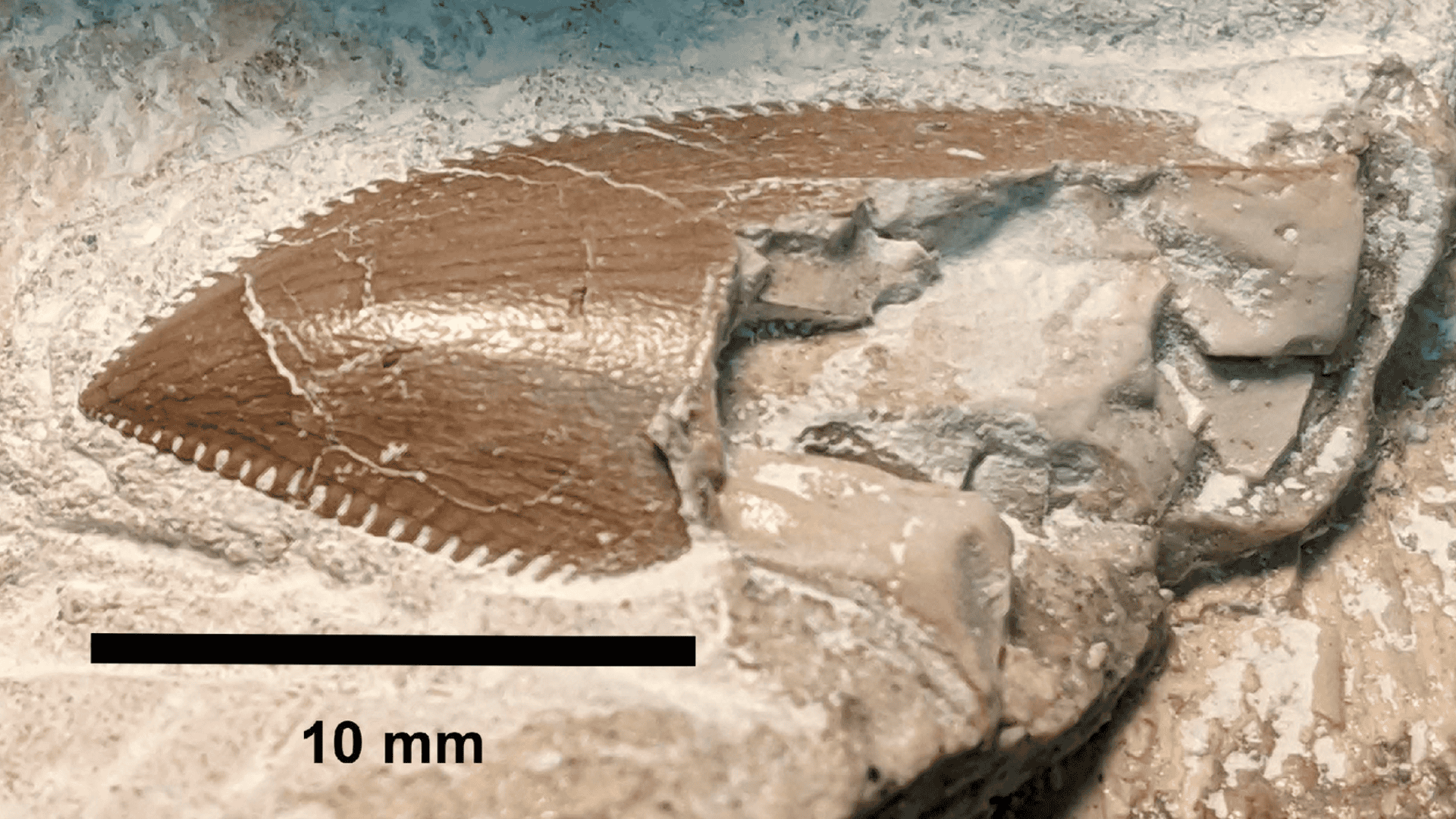 Rare Discovery of New Abelisaurid Dinosaur Species (100-Million-Years Old) in France 