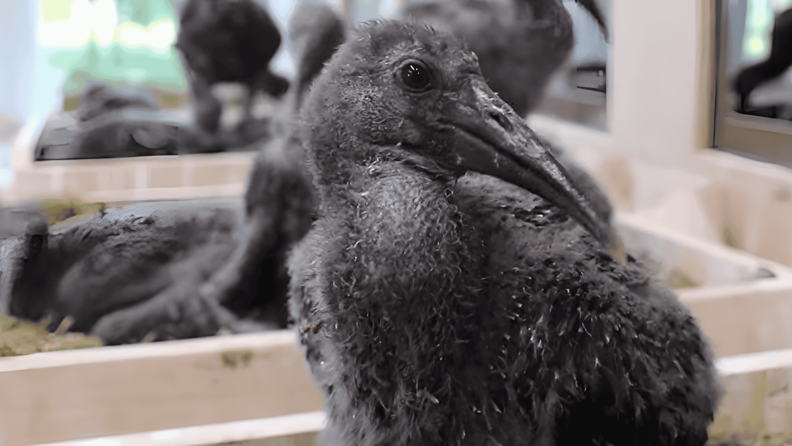 6 Inspirational Stories of Successful Wildlife Reintroductions