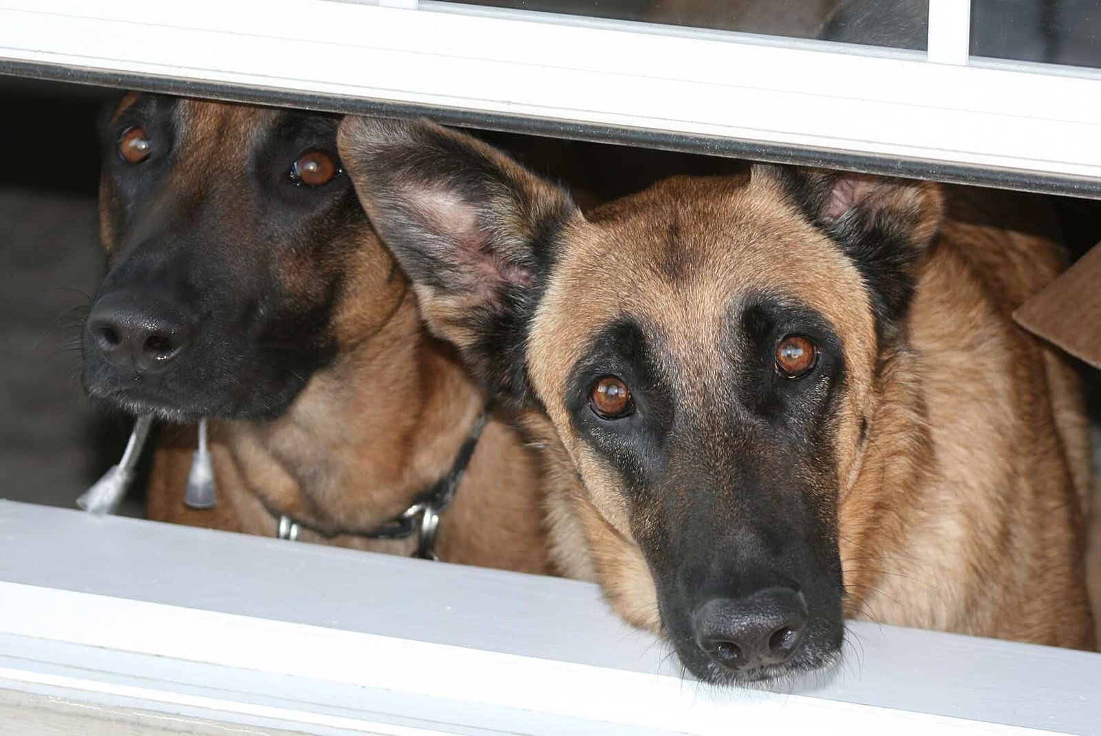 Belgian Malinois