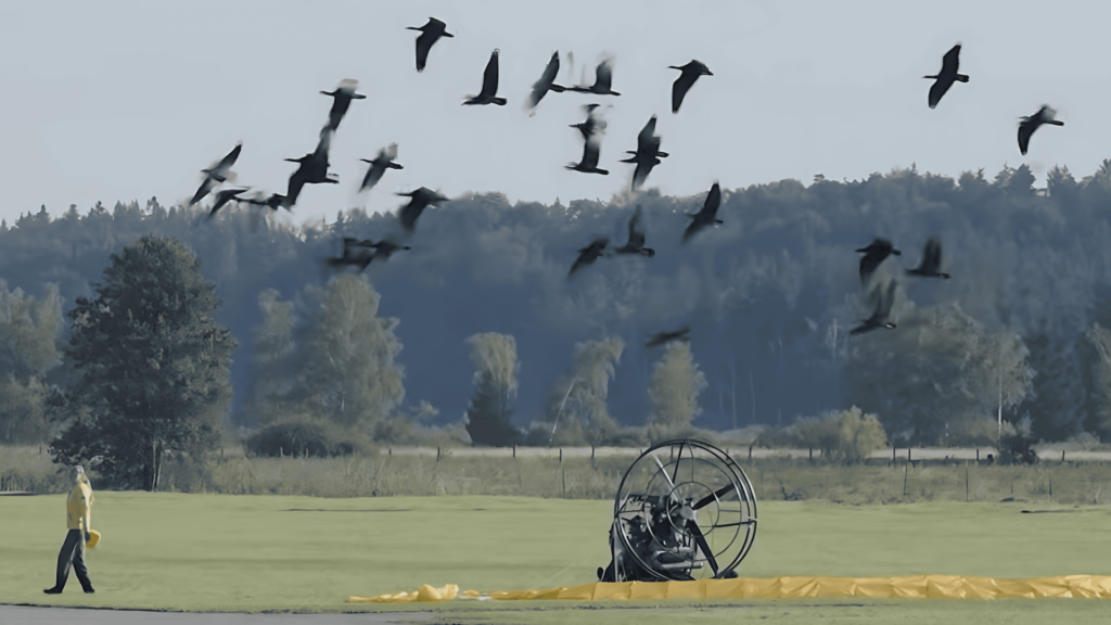 Northern Bald Ibis migration attempt