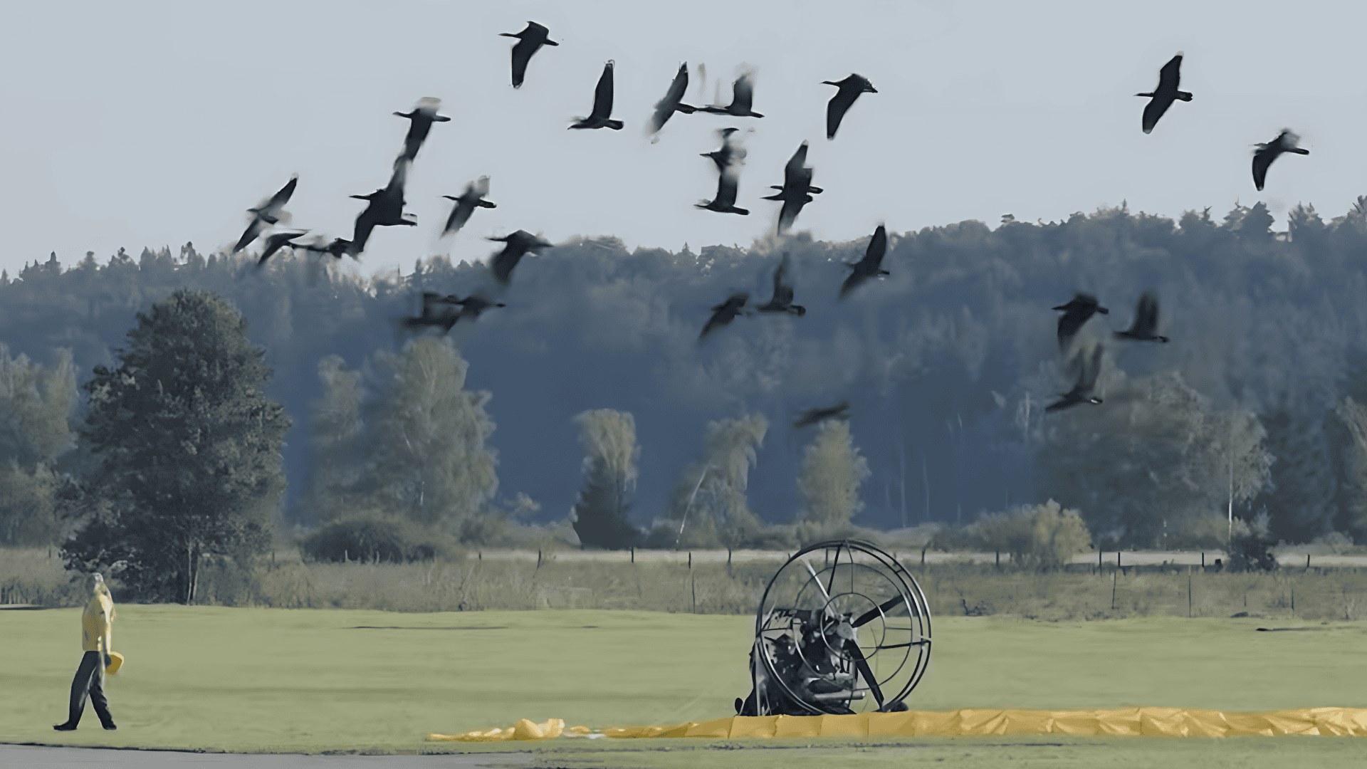 Europe’s Endangered Northern Bald Ibis Takes Flight with Human Guidance