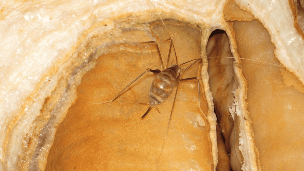 Cave cricket