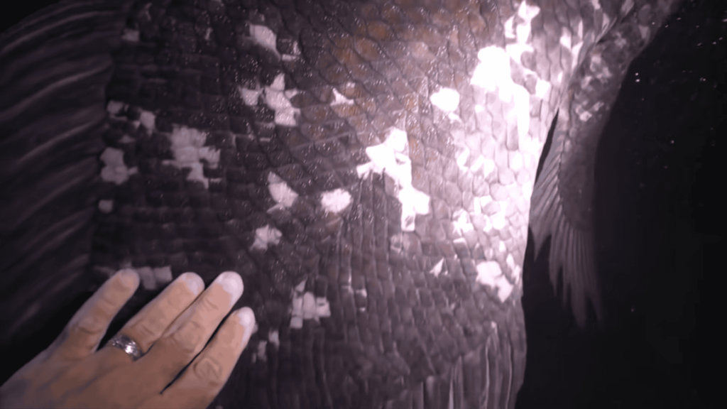 Close-up of a coelacanth's scale pattern