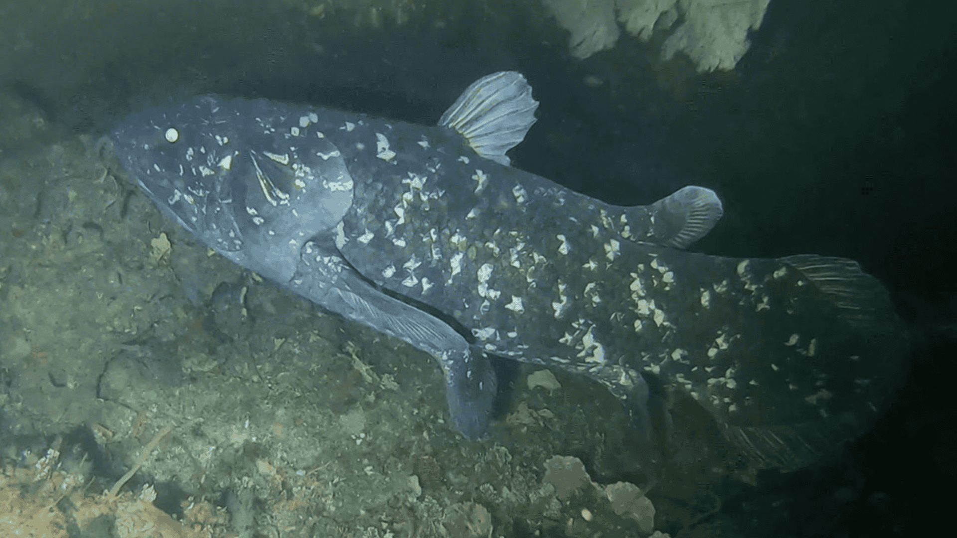 Newly Discovered Coelacanth Fossil In Australia Shifts Our Understanding of Evolutionary Forces