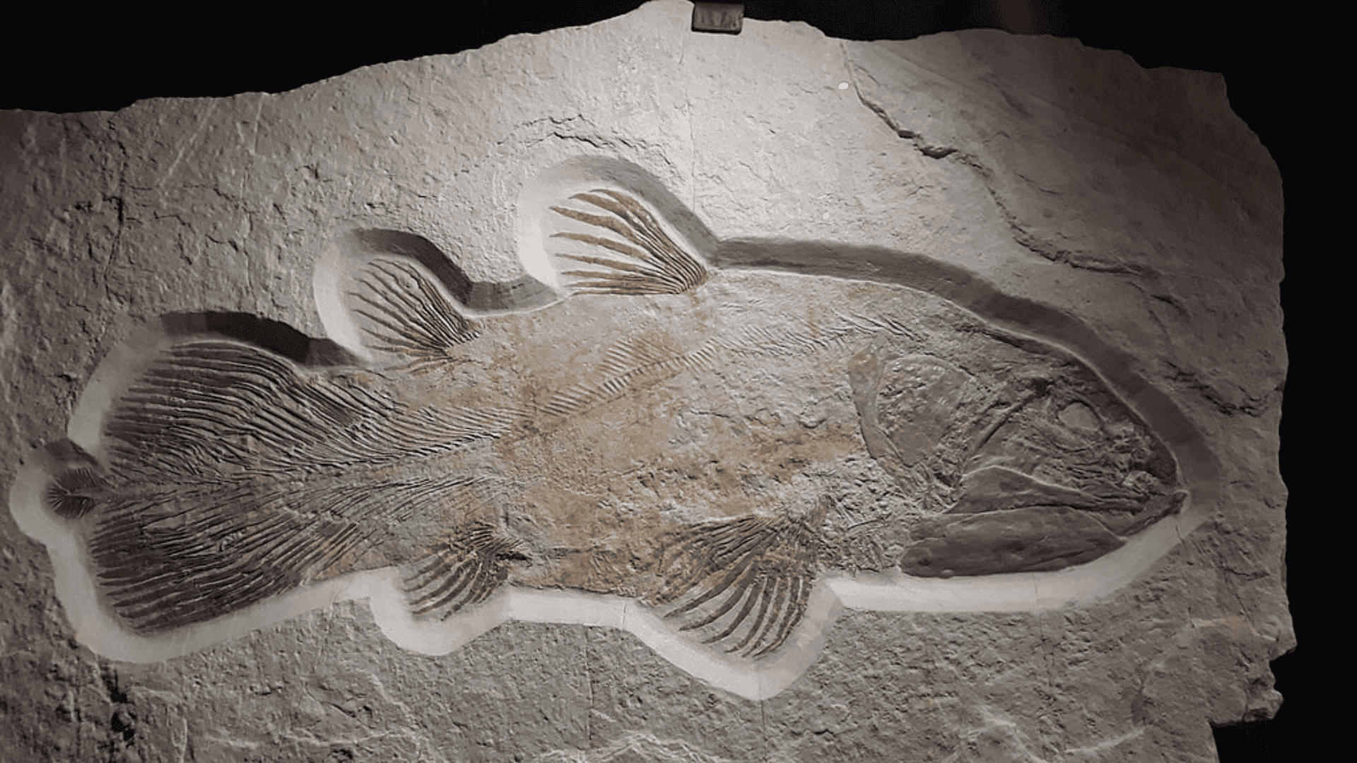 What Ancient Marine Fossils Tell Us About Ocean Life