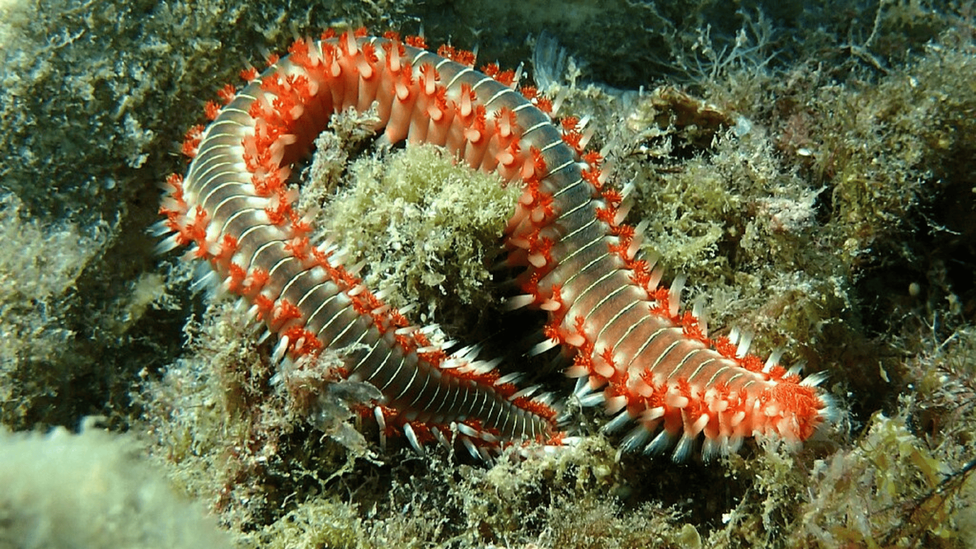 10 Unbelievable Facts About The Animal Kingdom