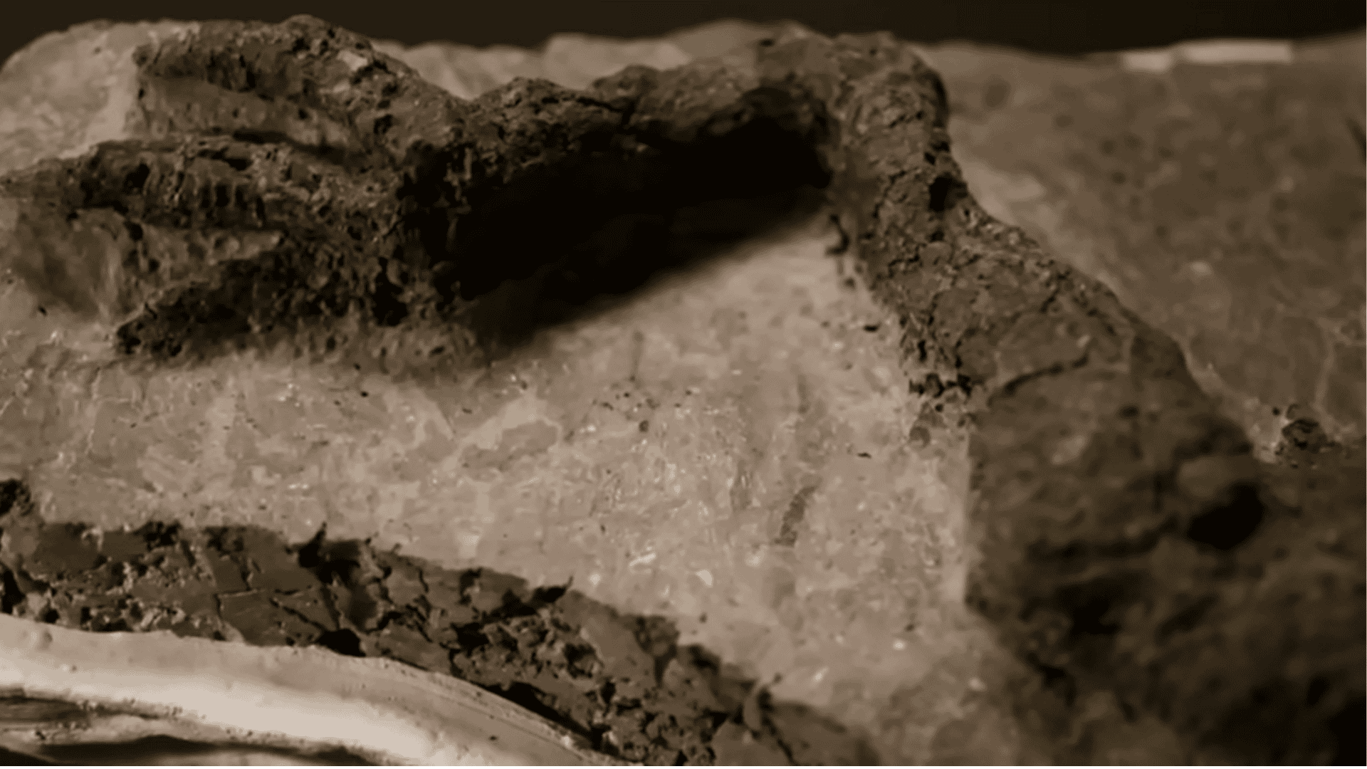 Stunning Fossil With Skin Uncovered From the Asteroid’s Earth-Shattering Strike