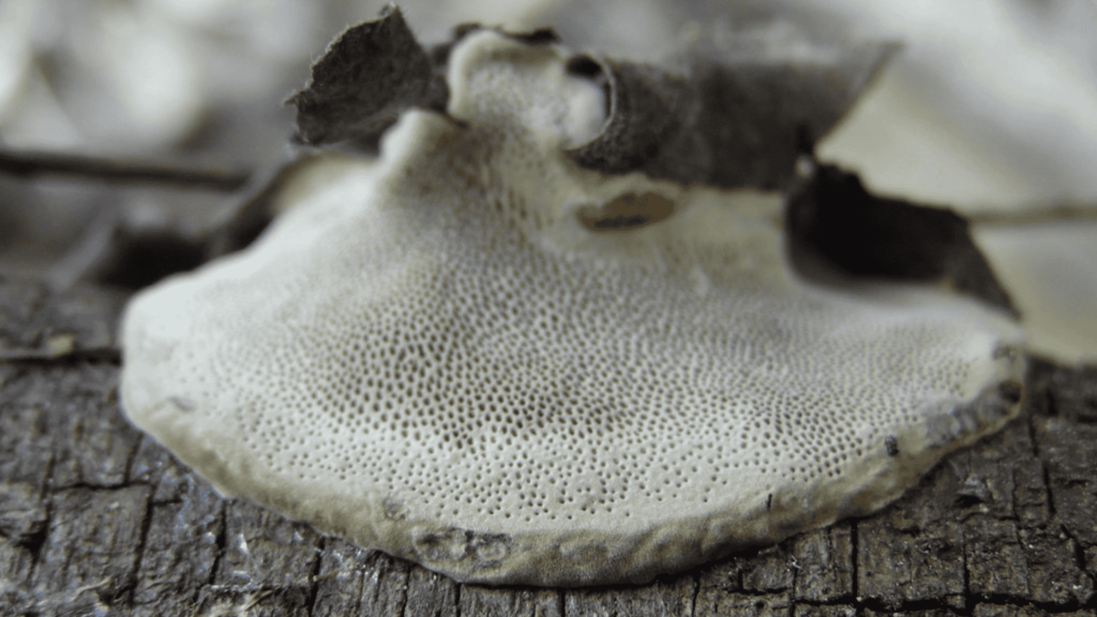 Fungi known as Hexagonia tenuis