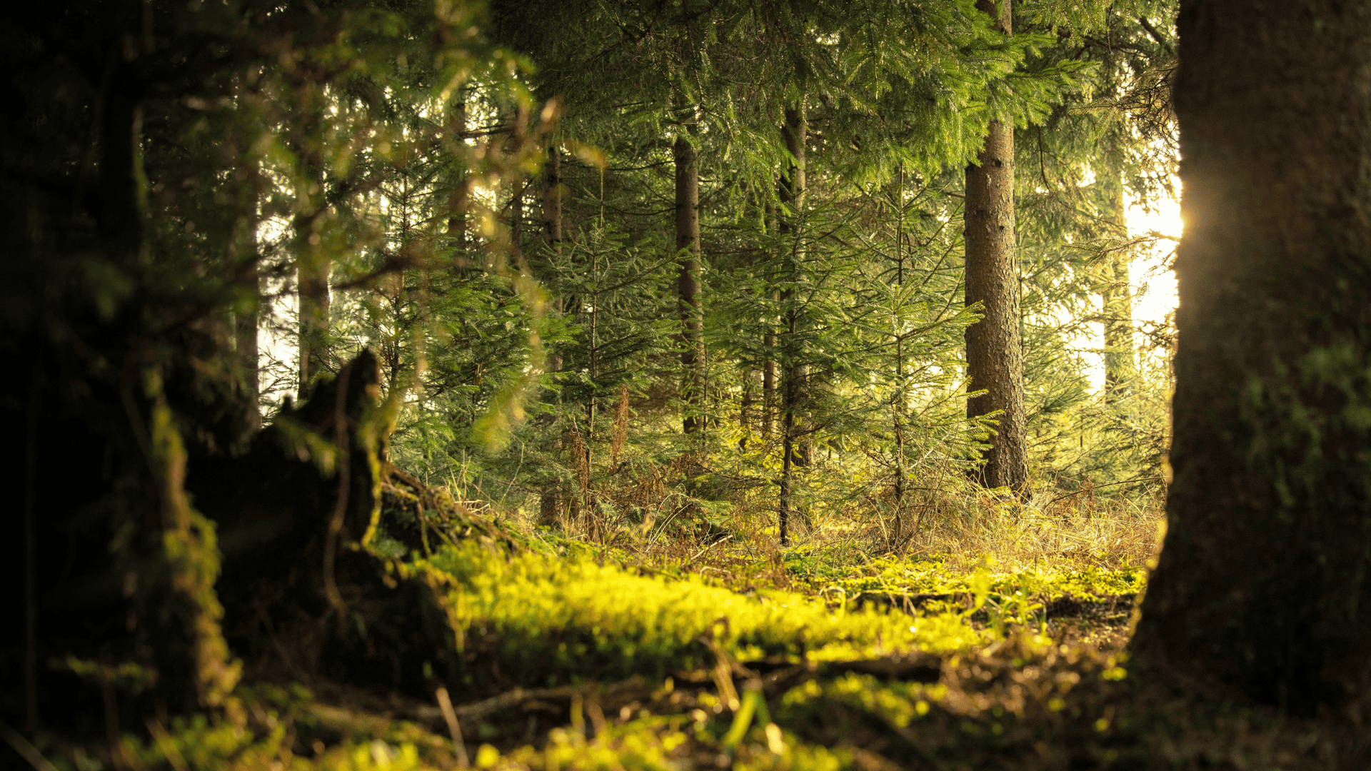 How Invasive Species Impact Native Wildlife