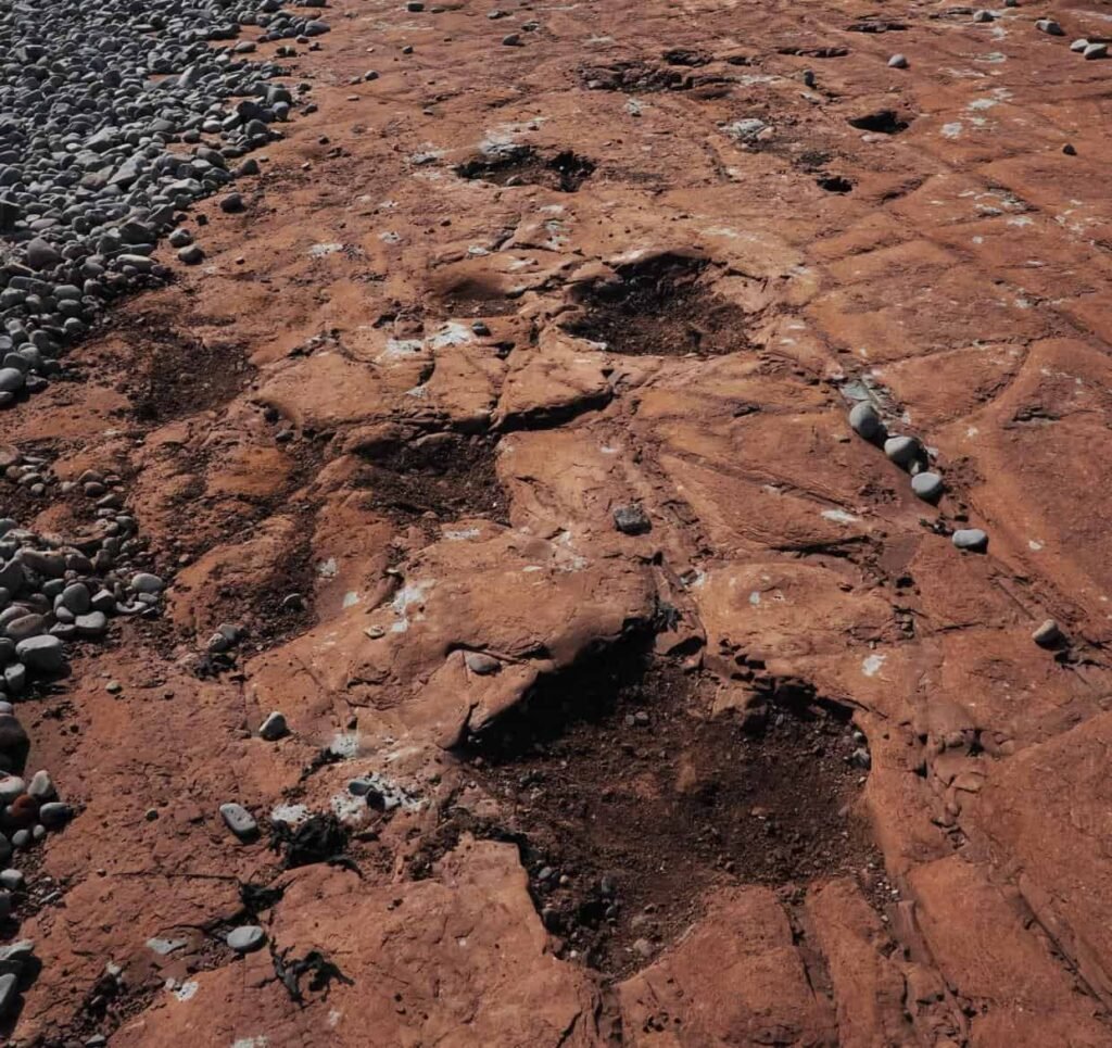10-Year-Old Discovers 220-Million-Year-Old Dinosaur Tracks on Welsh Beach