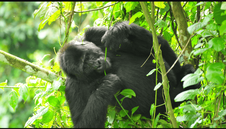 Gorilla munching green tree leaves.