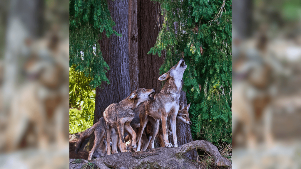 Red Wolf Howling