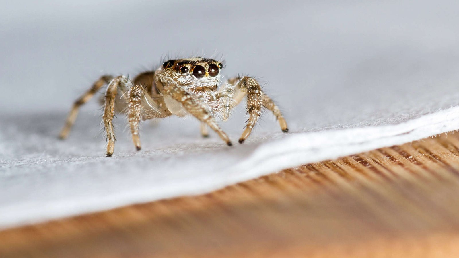 Jumping spider sitting on a napkin.