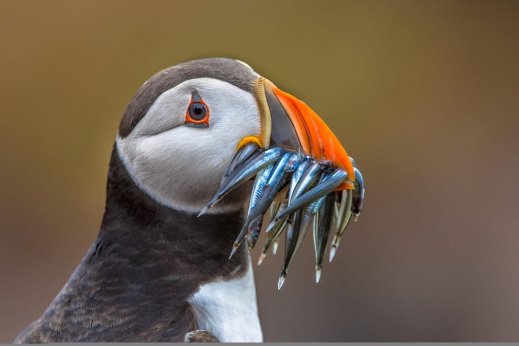 Puffin with beak full of eels