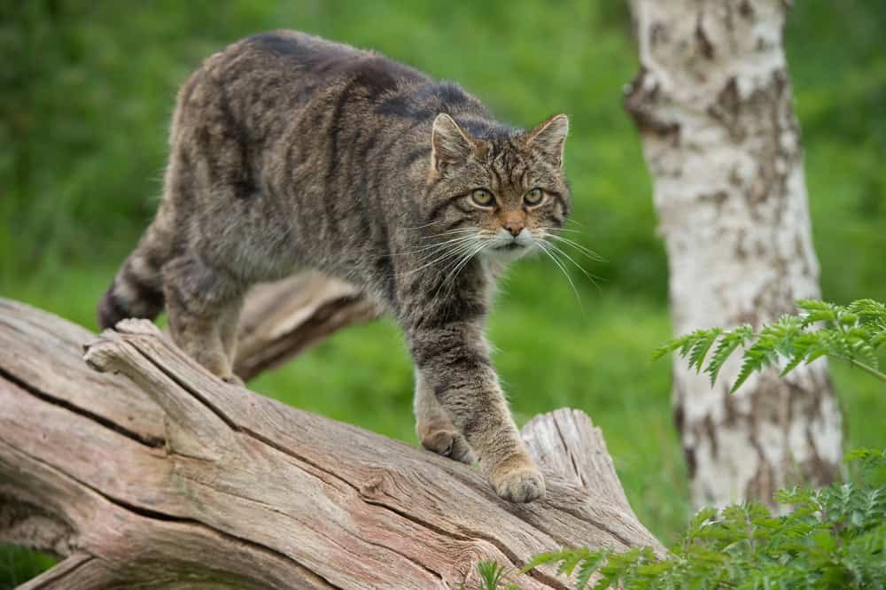 Scottish wildcat on a large tree trunk.