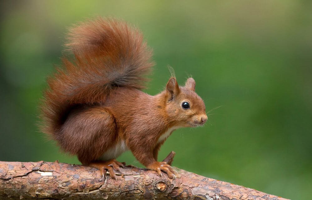 Red Squirrel in a forest.