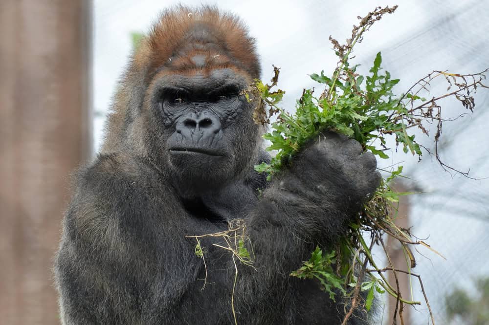 Western Lowland Gorilla.