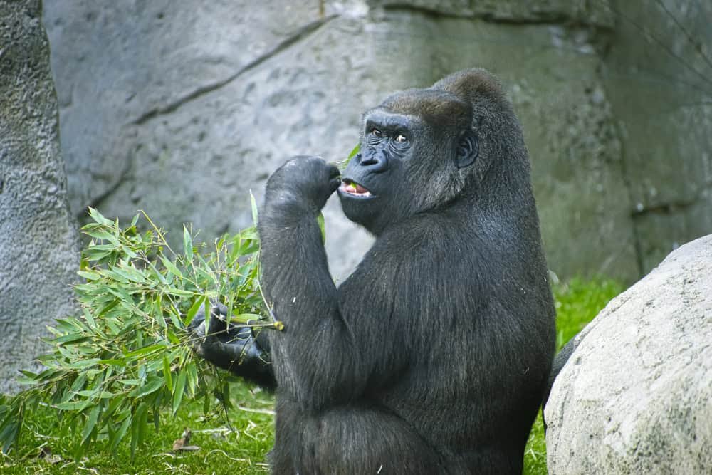 A gorilla eating plants in a natural environment.