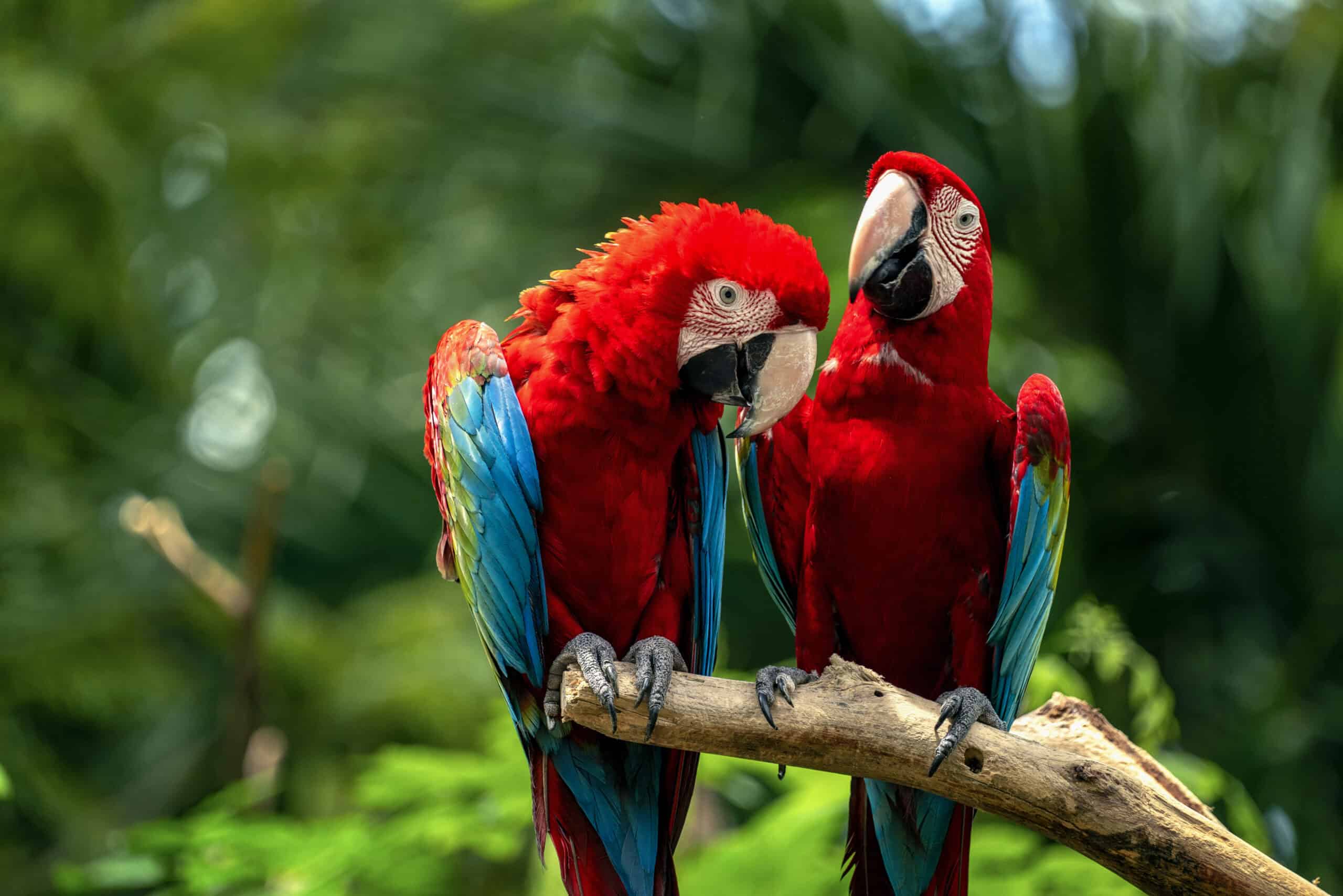Something Strange is Happening to the Parrots in the Amazon
