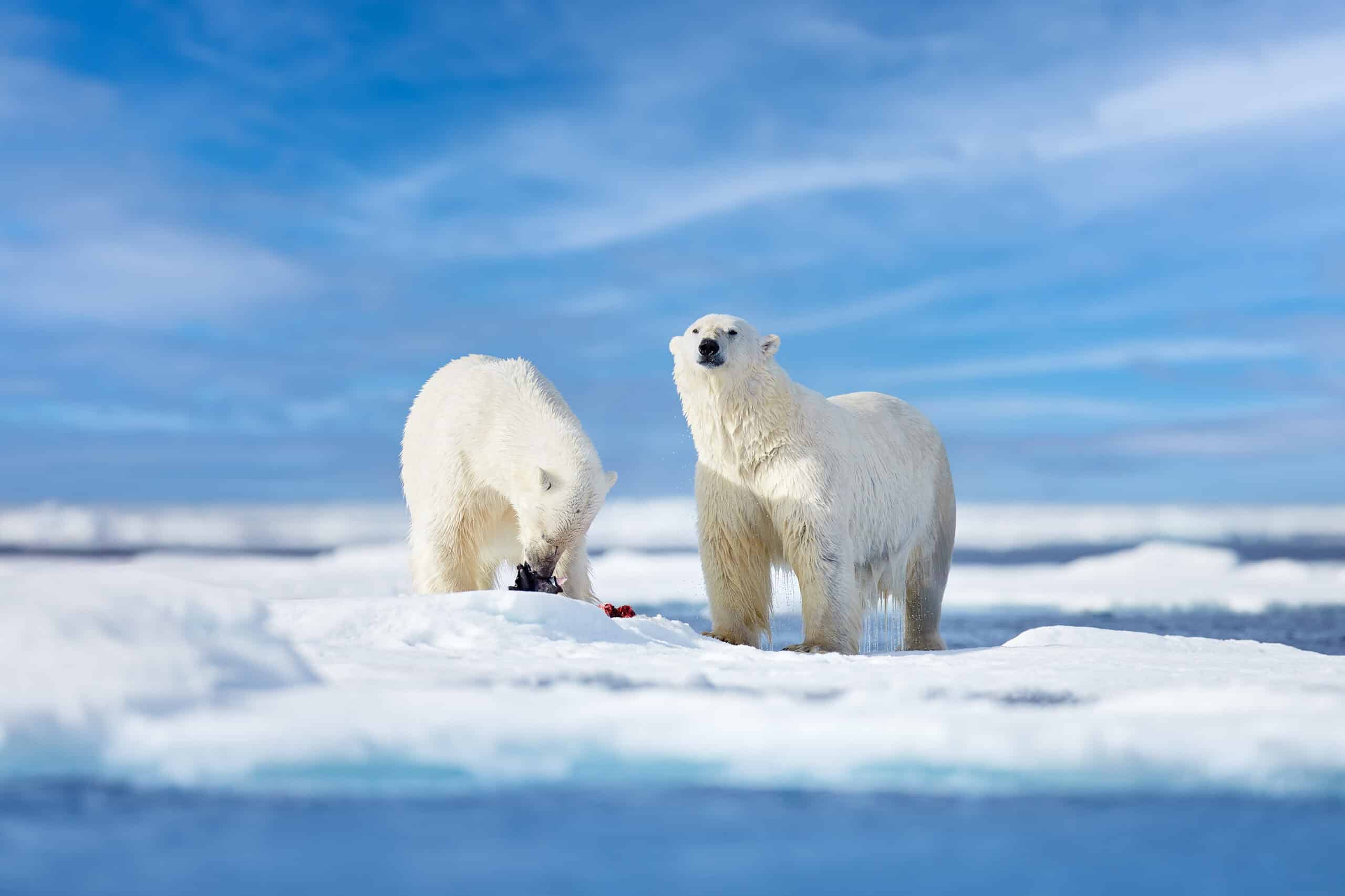 The Arctic Divergence of Polar Bears Over 500,000 Years Ago