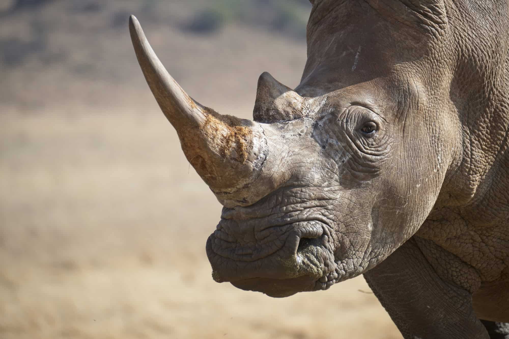 How Artificial Habitats Are Helping Protect Endangered Animals