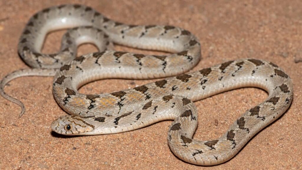 Dasypeltis Snake